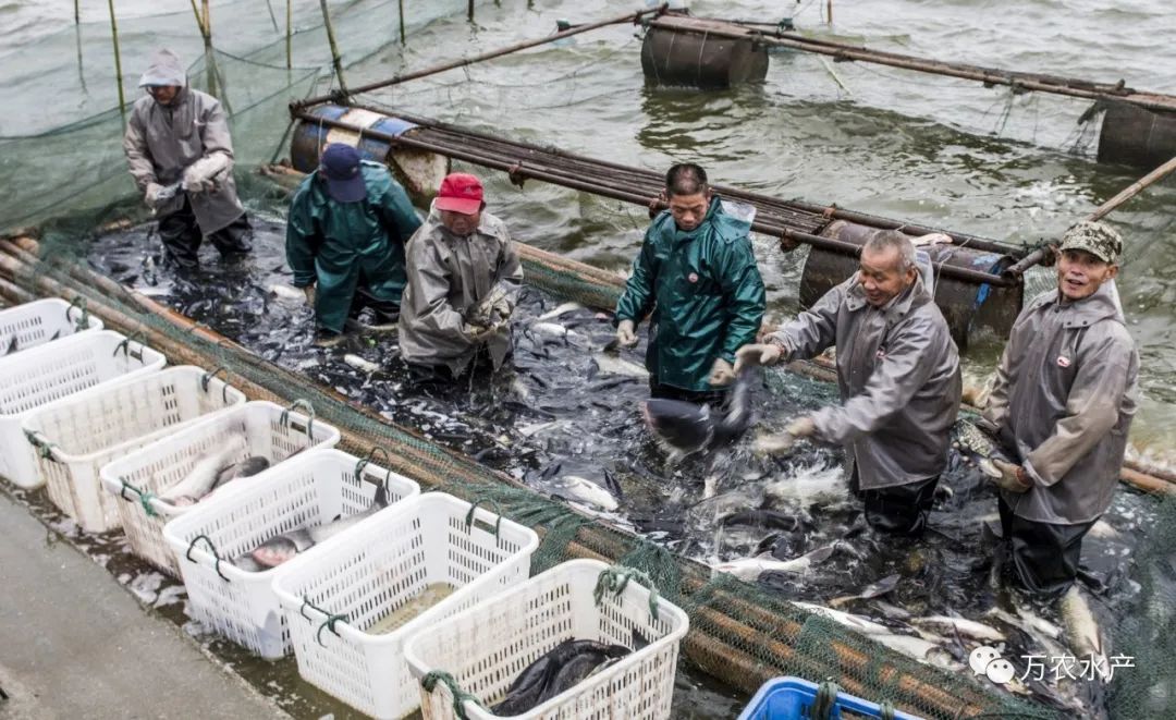 淡水魚價格持續(xù)上漲,深加工鮰魚產(chǎn)品優(yōu)勢明顯 淡水魚價格持續(xù)上漲,深加工鮰魚產(chǎn)品優(yōu)勢明顯