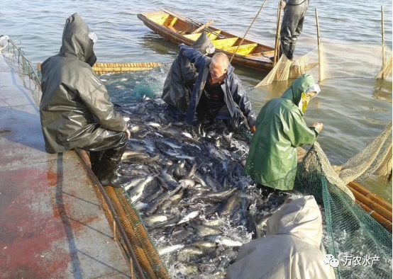 好“魚(yú)”知時(shí)節(jié)，鮰魚(yú)正肥美