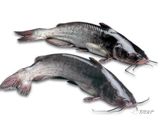 好“魚(yú)”知時(shí)節(jié)，鮰魚(yú)正肥美